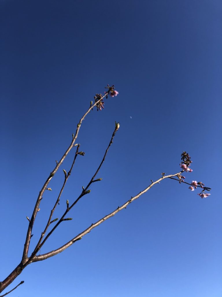 本日の桜🌸情報