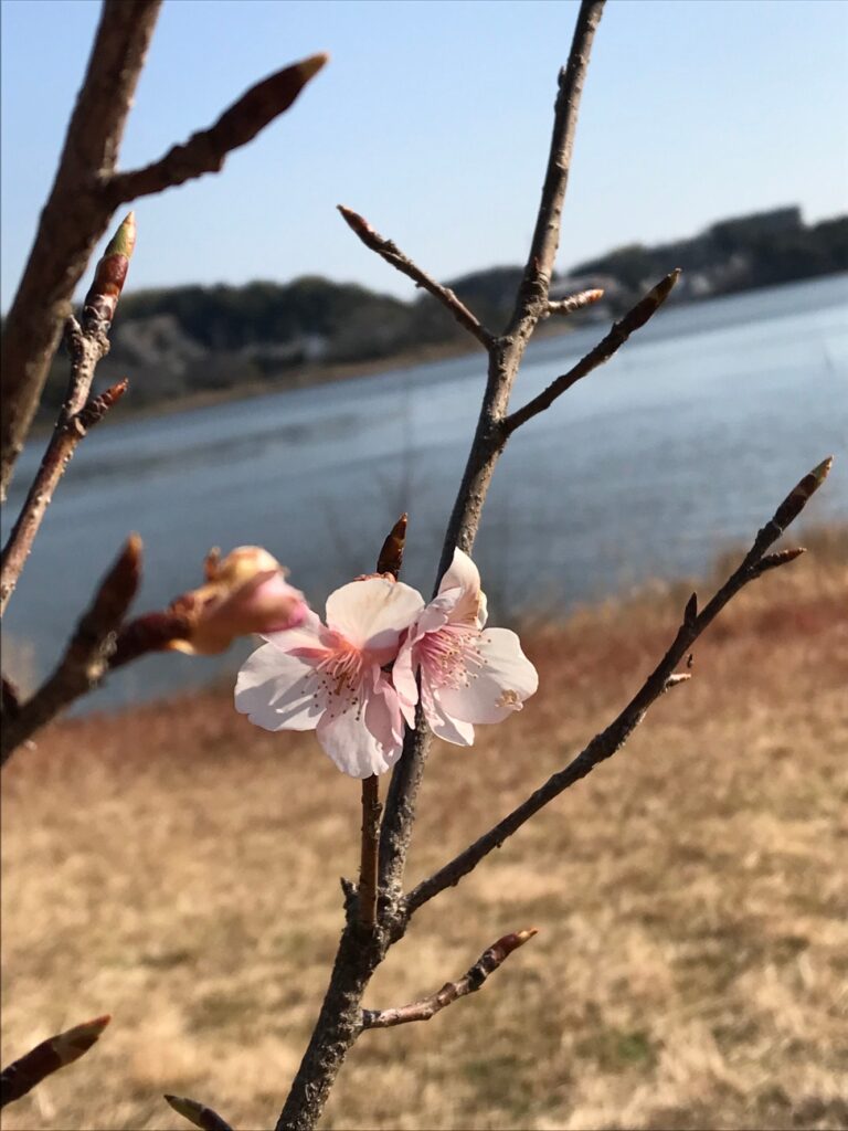 一足早く春の訪れを告げる河津桜